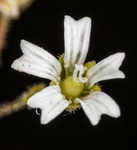 Dixie stitchwort